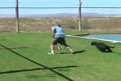 8.gif